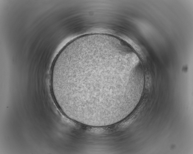 X0000096691094200802261534