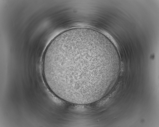 X0000096691098200802261534