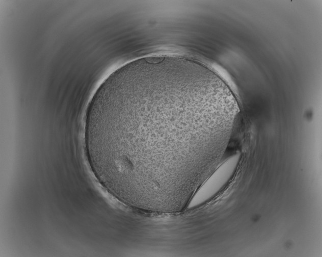 X0000096691099200802261534