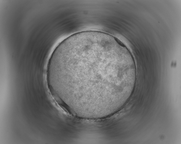 X0000096691104200802261534