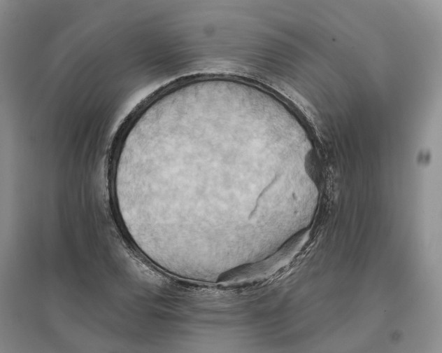 X0000096691120200802261533