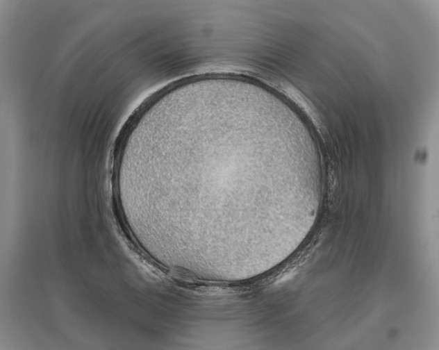 X0000096691124200802261533