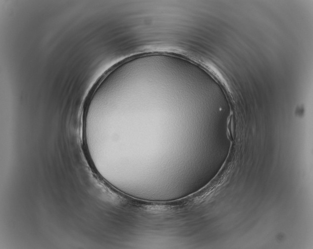 X0000096691132200802261534