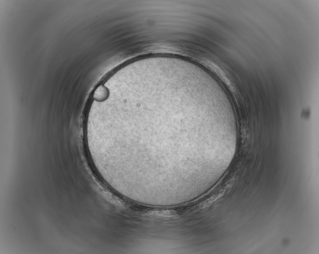 X0000096691133200802261534