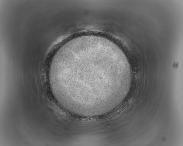 X0000096691159200802261533