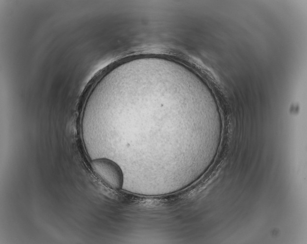 X0000096691166200802261533