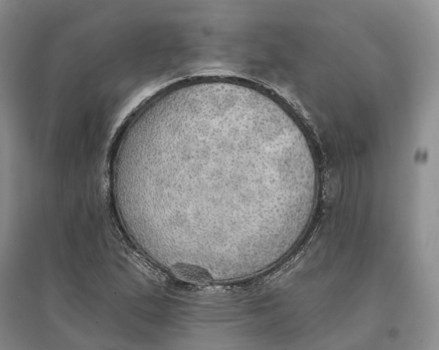 X0000096691167200802261533