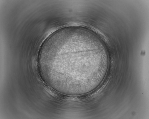 X0000096691170200802261533