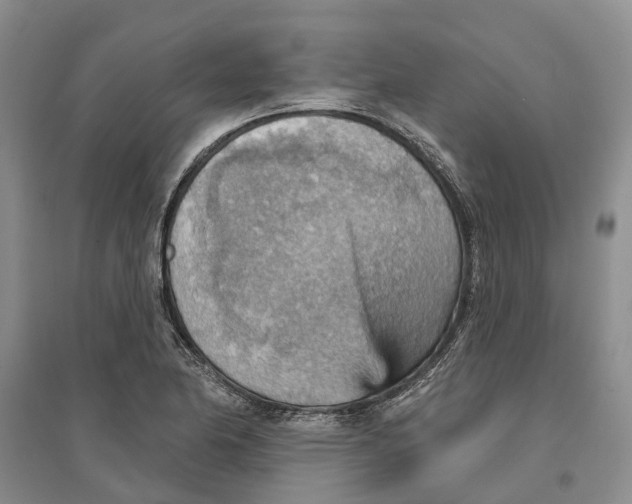 X0000096691174200802261533