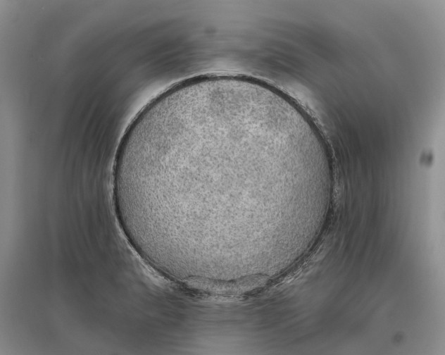 X0000096691183200802261533