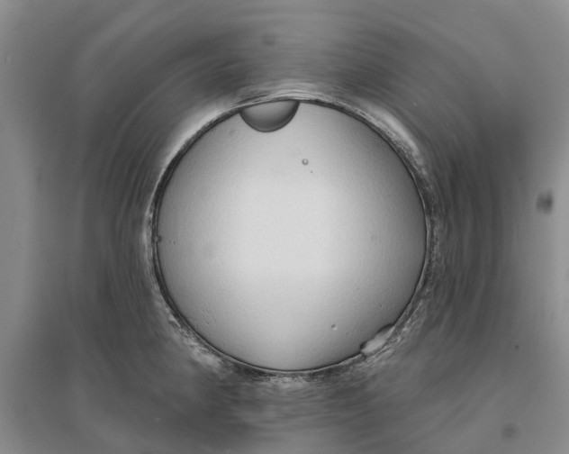 X0000096691190200802261533