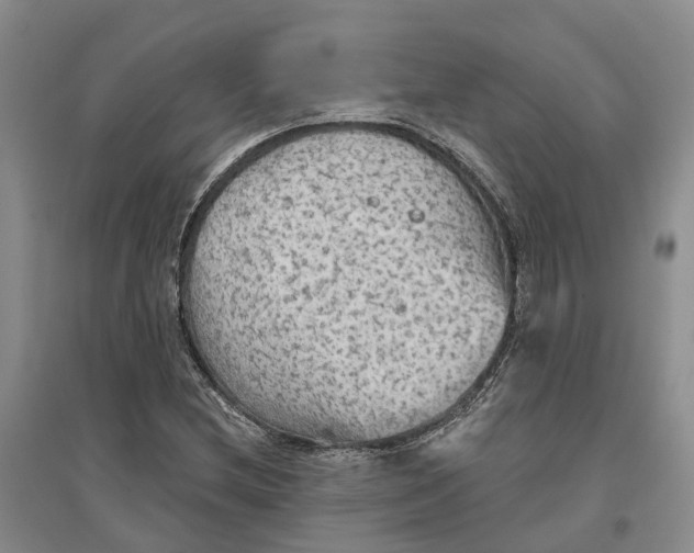 X0000096691212200802261532