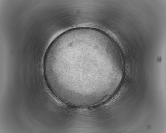 X0000096691230200802261532