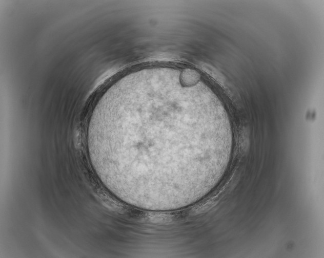 X0000096691258200802261532