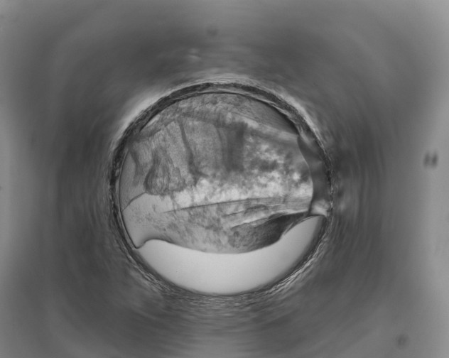 X0000096691263200802261531