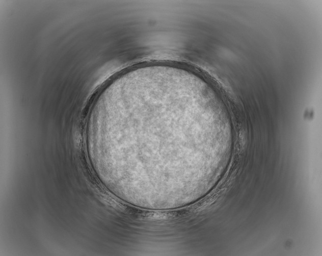 X0000096691266200802261531