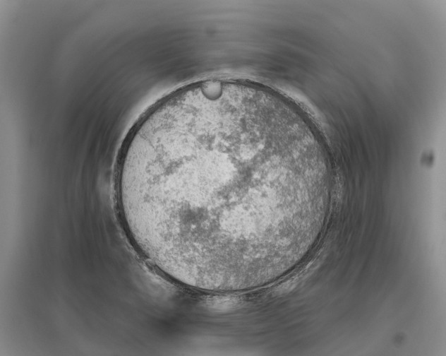 X0000096691278200802261531