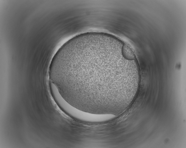 X0000096691287200802261531