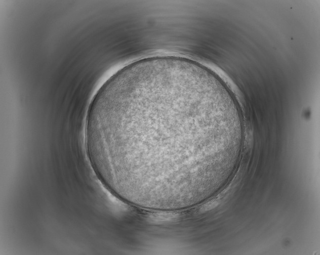 X0000096691294200802261531