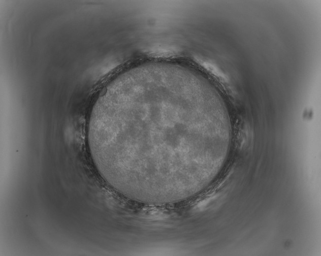 X0000096691301200802261530