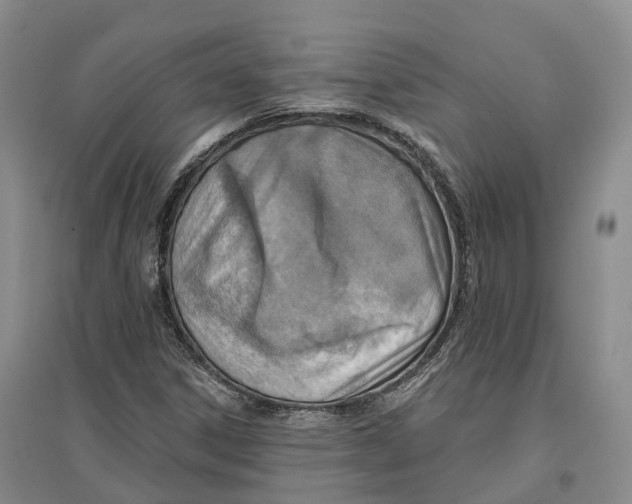 X0000096691306200802261530