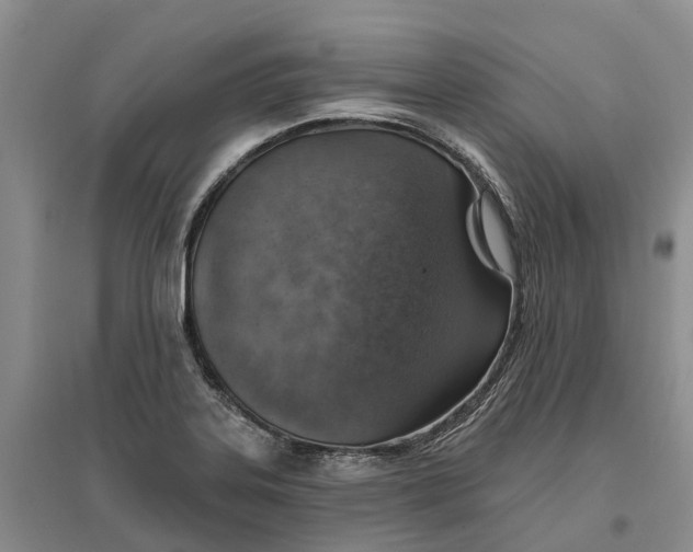 X0000096691323200802261531