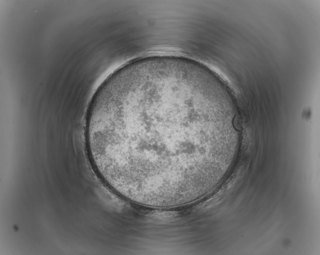 X0000096691325200802261531