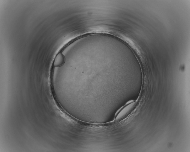 X0000096691331200802261531