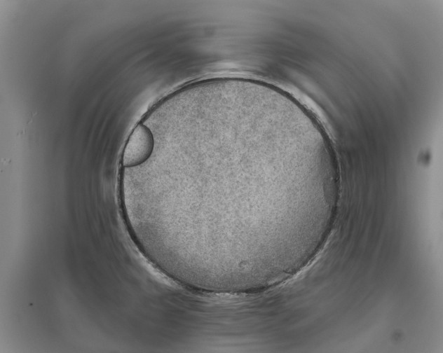 X0000096691333200802261531