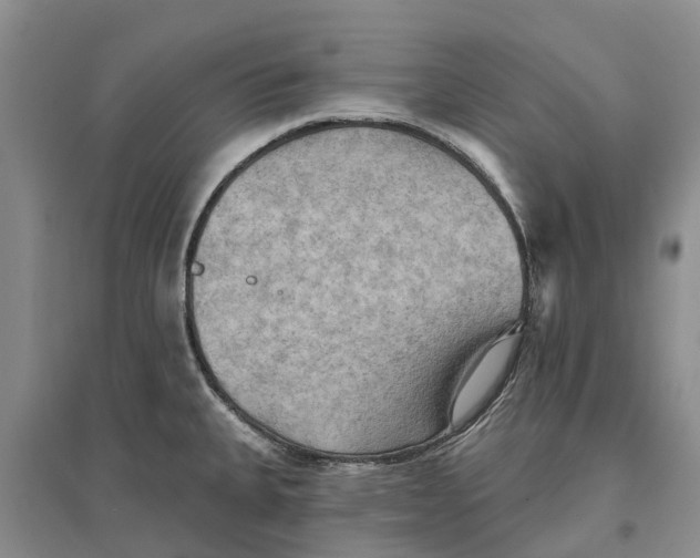 X0000096691335200802261531