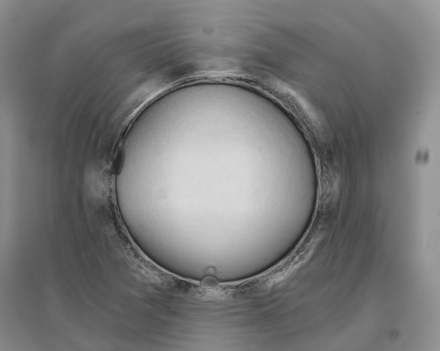 X0000096691361200802261530