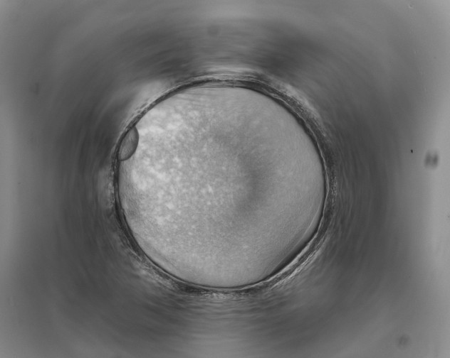 X0000096691362200802261530