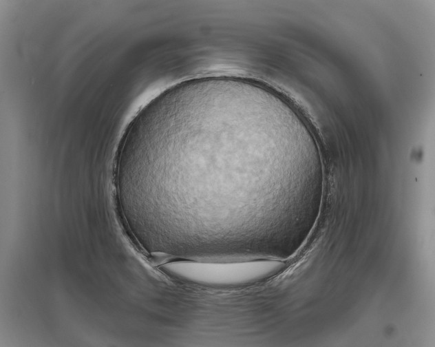 X0000096691373200802261530