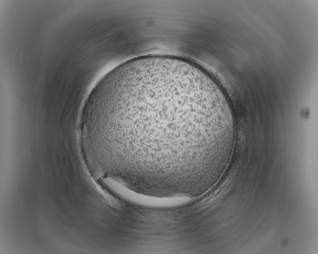 X0000096691375200802261530