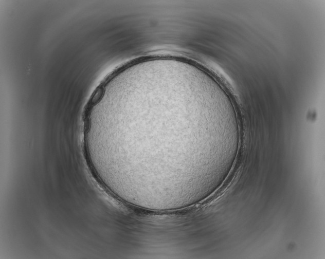 X0000096691376200802261530