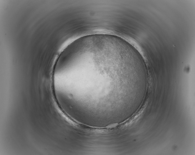 X0000096691381200802261530