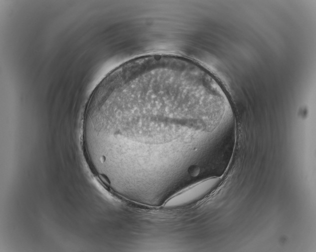 X0000096691383200802261530