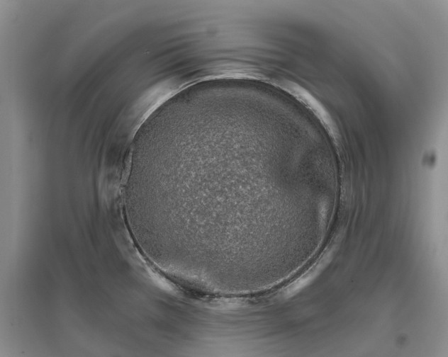 X0000096691385200802261530