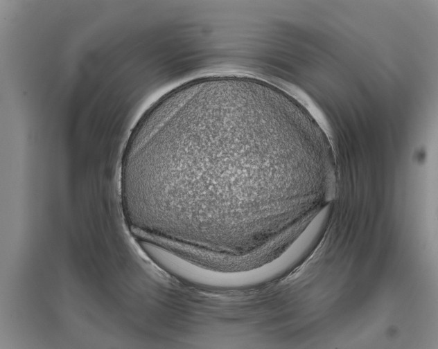 X0000096691388200802261529