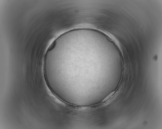 X0000096691390200802261529