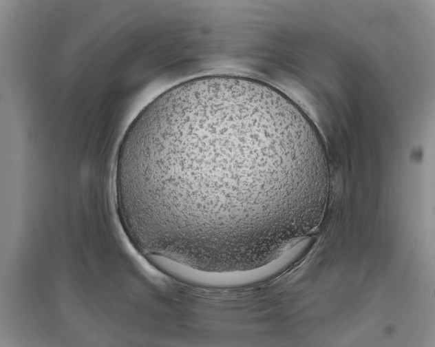 X0000096691391200802261529