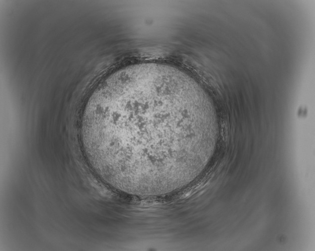 X0000096691393200802261529