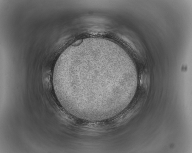 X0000096691396200802261529