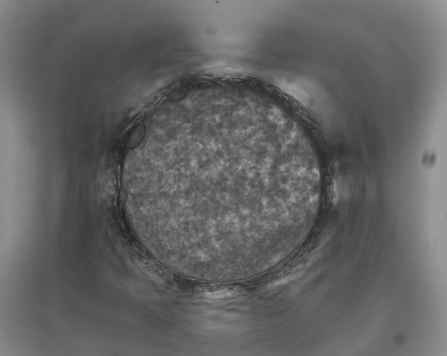 X0000096691397200802261529