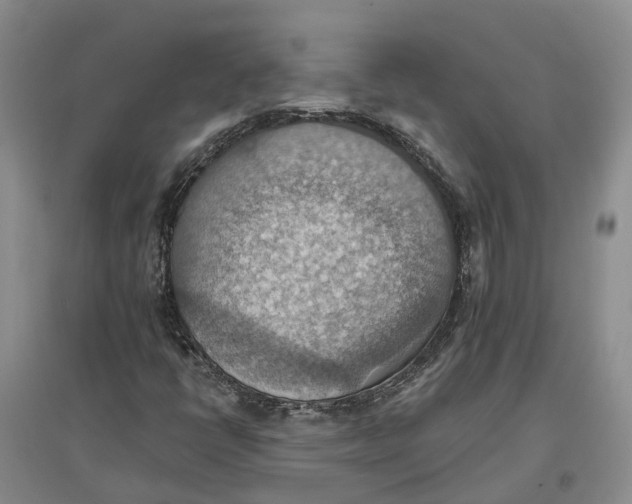 X0000096691398200802261529