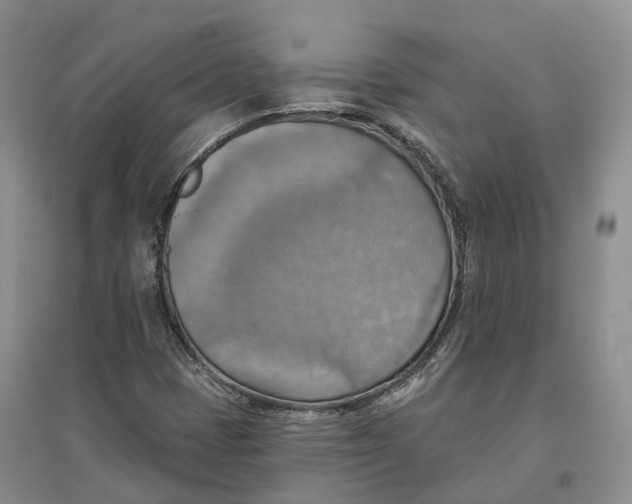 X0000096691401200802261529