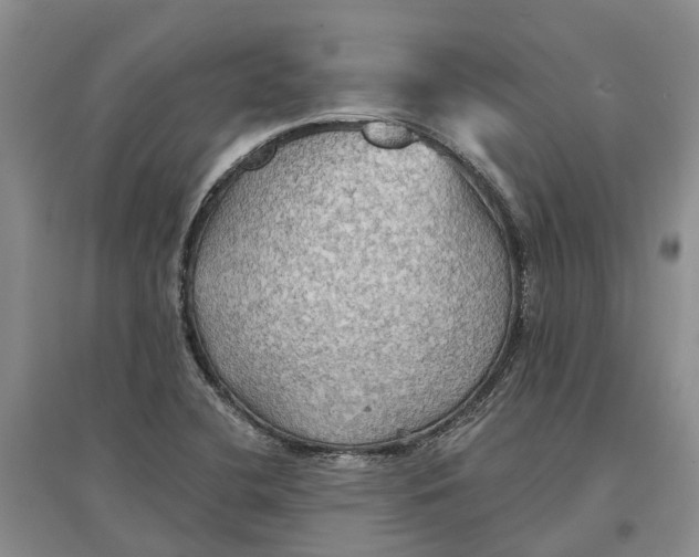 X0000096691412200802261529