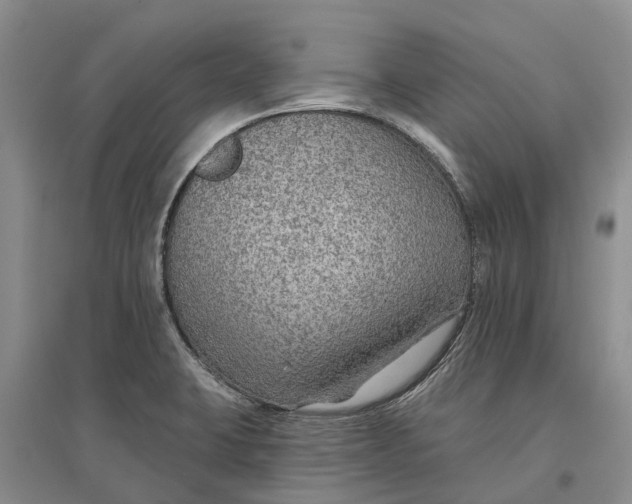 X0000096691423200802261529