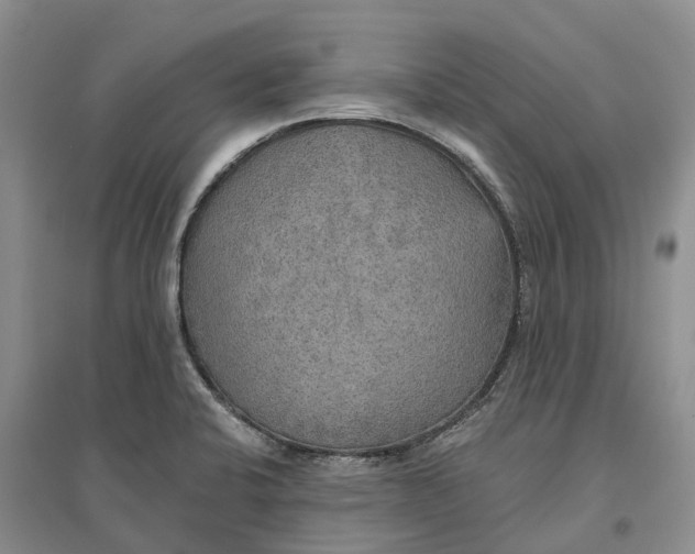 X0000096691424200802261529