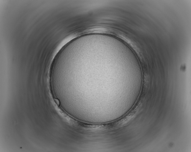 X0000096691426200802261529